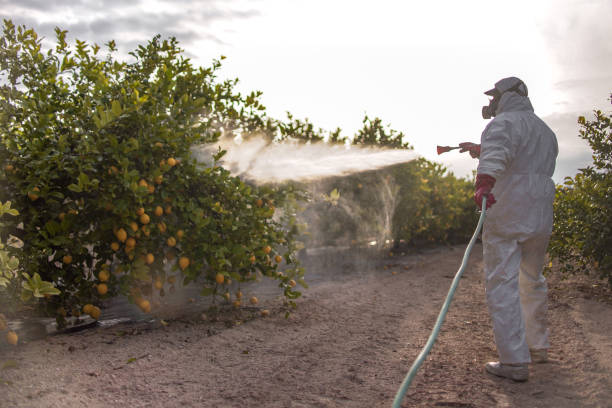 Best Bed Bug Extermination  in Rock Creek, AL
